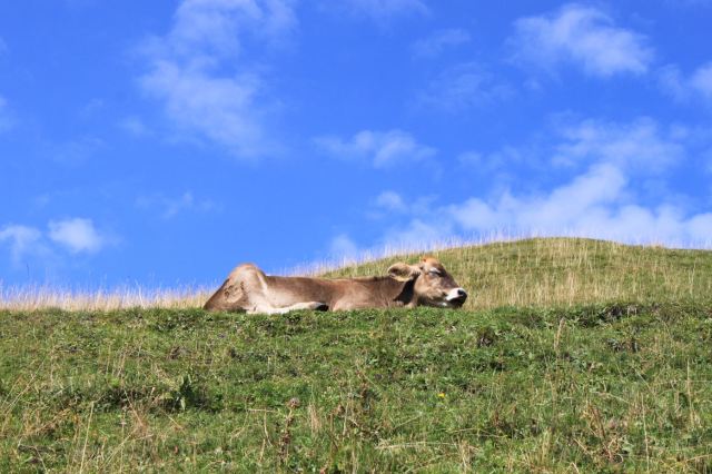 se dovessi sognare_2